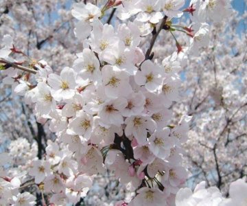 DATÇA BADEM ÇİÇEĞİ FESTİVALİ    13 -15 ŞUBAT 2026